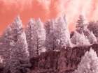 USA-Utah-Logan Pass Autumn in infrared of fir trees and heavy backlighting Art Print